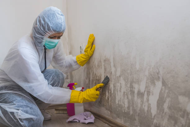 Environmental Consulting for Mold Prevention in Smyrna, DE