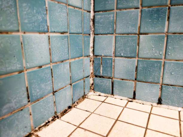 Mold Removal for HVAC Installations in Smyrna, DE